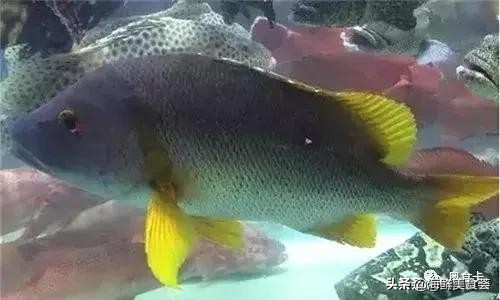 深圳常见的海鱼有哪些,新鲜海鱼有点小贵