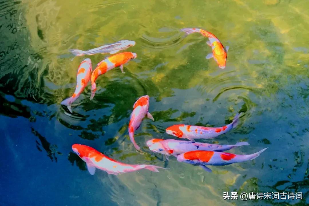 君子百朋,得一知己足矣度平生