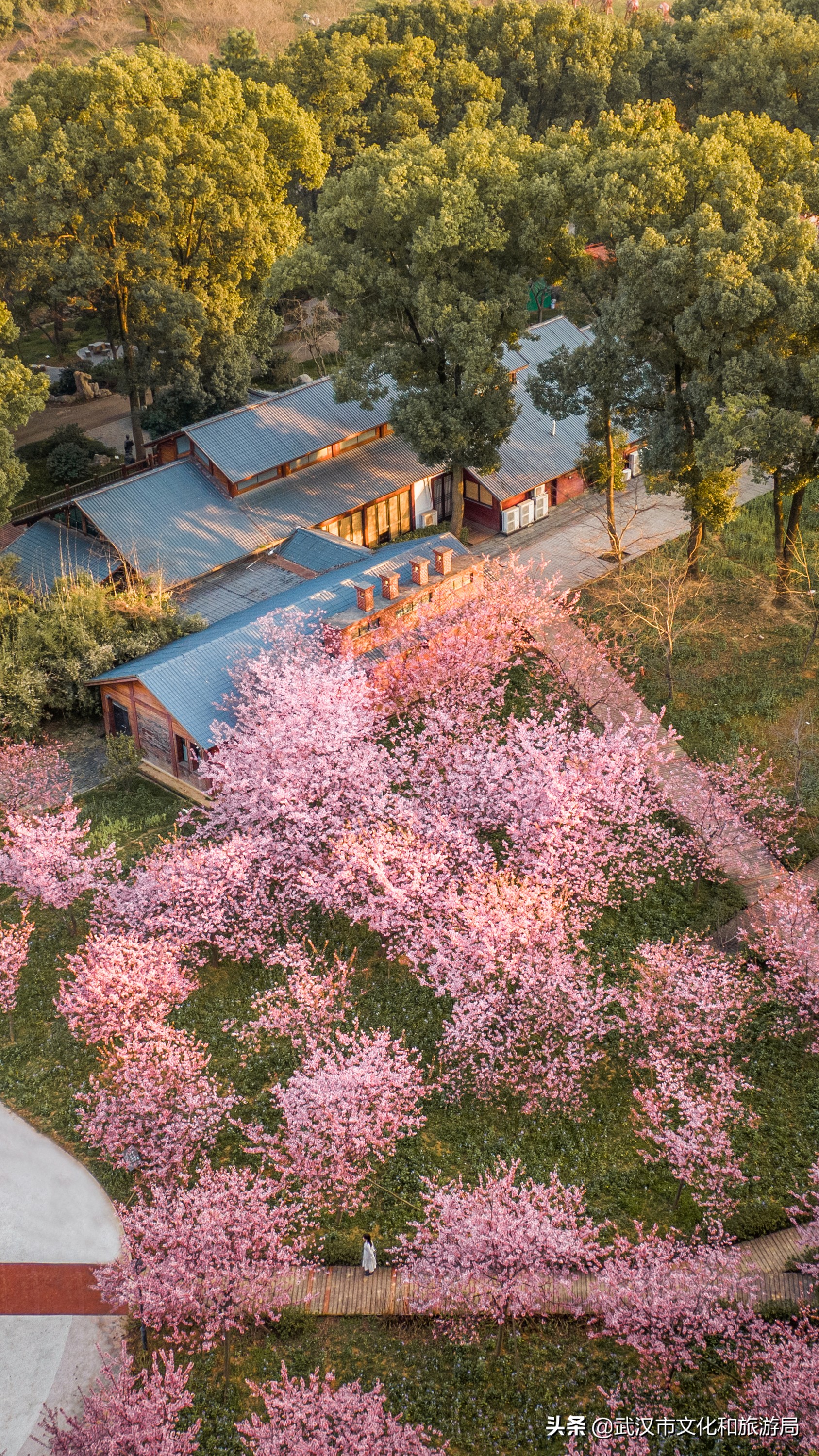 武汉东湖樱花门票,武汉看樱花的景点