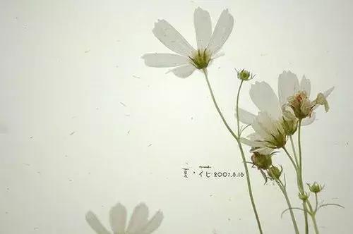 高占全的代表作品,高占全桃花