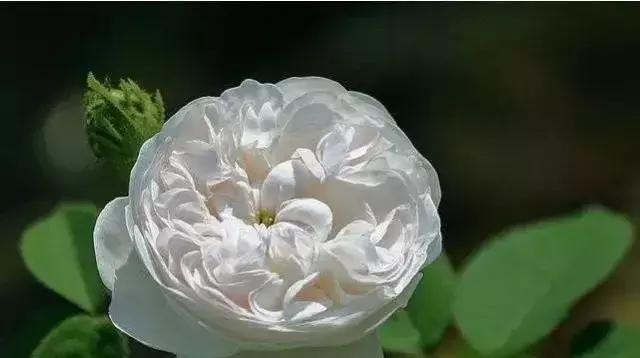 4000种不一样的玫瑰品种大全,100种玫瑰品种图鉴大全