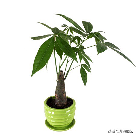 发财树叶子上长白斑怎么治,发财树长白斑怎么办