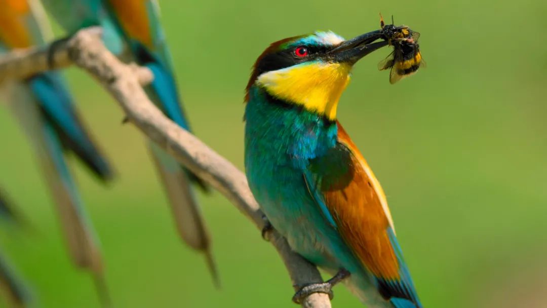 豆瓣9.6！娃刷到停不下来，还能看出人生大道理