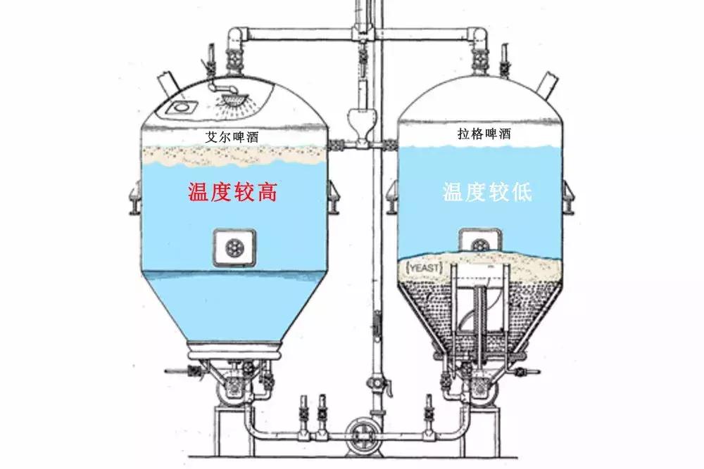 怎么分啤酒是艾尔还是拉格,原浆啤酒属于拉格还是艾尔