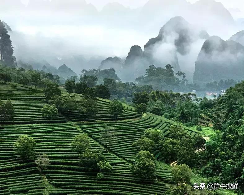 “东方金美人”？茶中“飞天茅台”？没错，说的都是这个...