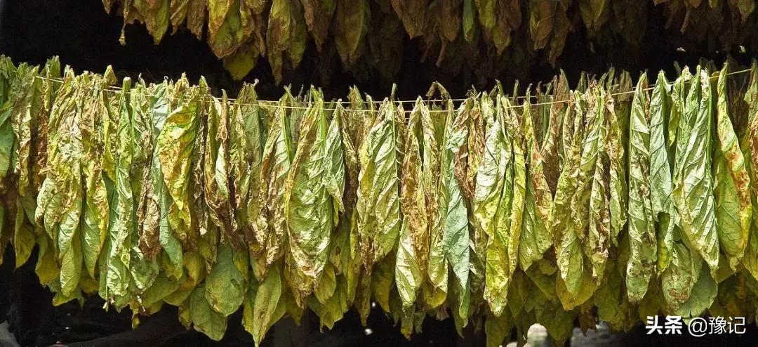 褚时健红塔烟草集团,褚时健中国烟草