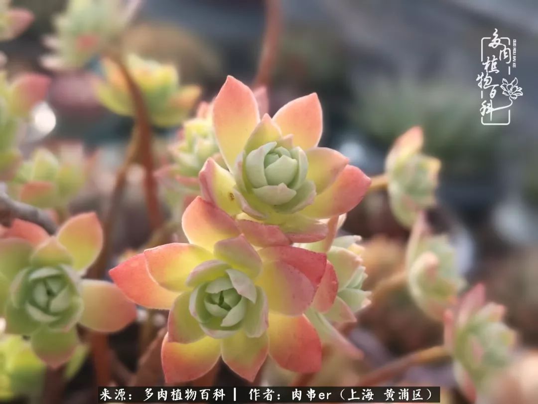 怎么用原相机拍多肉更好看,多肉怎么拍摄好看