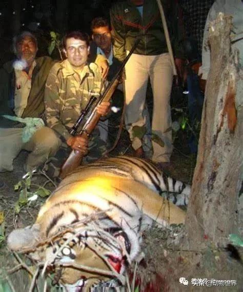 出游在外小心不要被动物吃掉哦