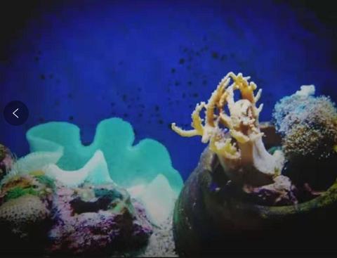 兰卡威岛攻略,兰卡威旅游超详细攻略