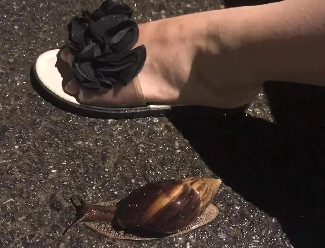 广州近期出现的变异蜗牛,深圳雨后巨型蜗牛