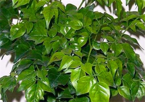 幸福树养老桩全记录,幸福树闷根枯叶挽救方法