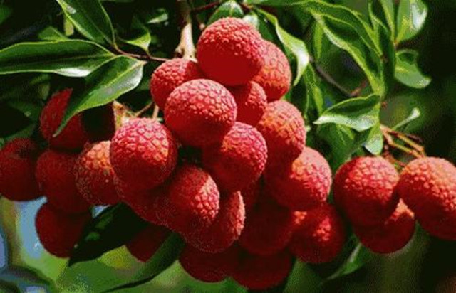 中国荔枝越南荔枝,越南荔枝滞销最新视频