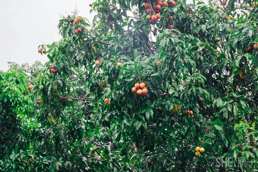 4号线值得逛的地方,9号线有什么地方可以玩