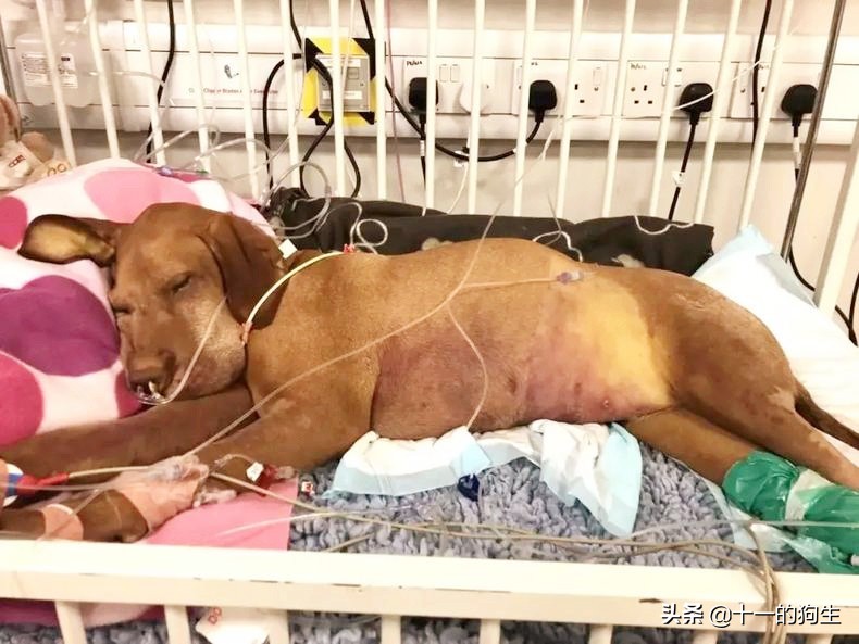 狗狗误食了巧克力有啥反应,狗狗误食巧克力去了医院打了针