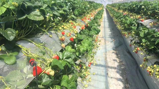 温室大棚种植常见的优点有哪些