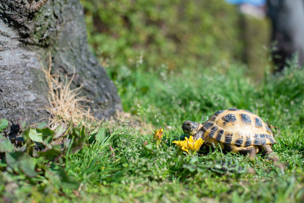 新手养龟如何让龟吃龟粮,新手养龟给乌龟泡什么药