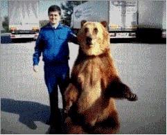 熊是属于什么类的,熊是怎样的动物