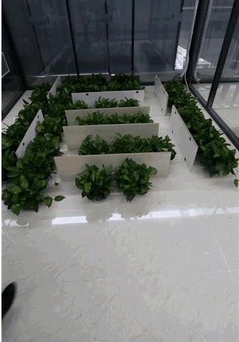 绿萝除醛效果,绿萝除醛最有效方法