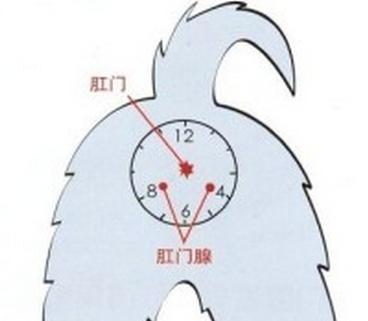 如何给狗狗挤肛门腺?这5个教程简单易学,挤出狗狗的健康