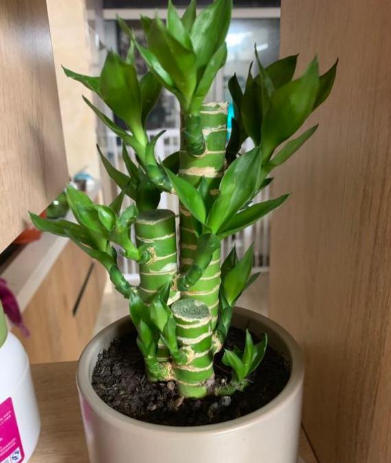 养富贵竹最正确方法,怎么样才能让富贵竹养活