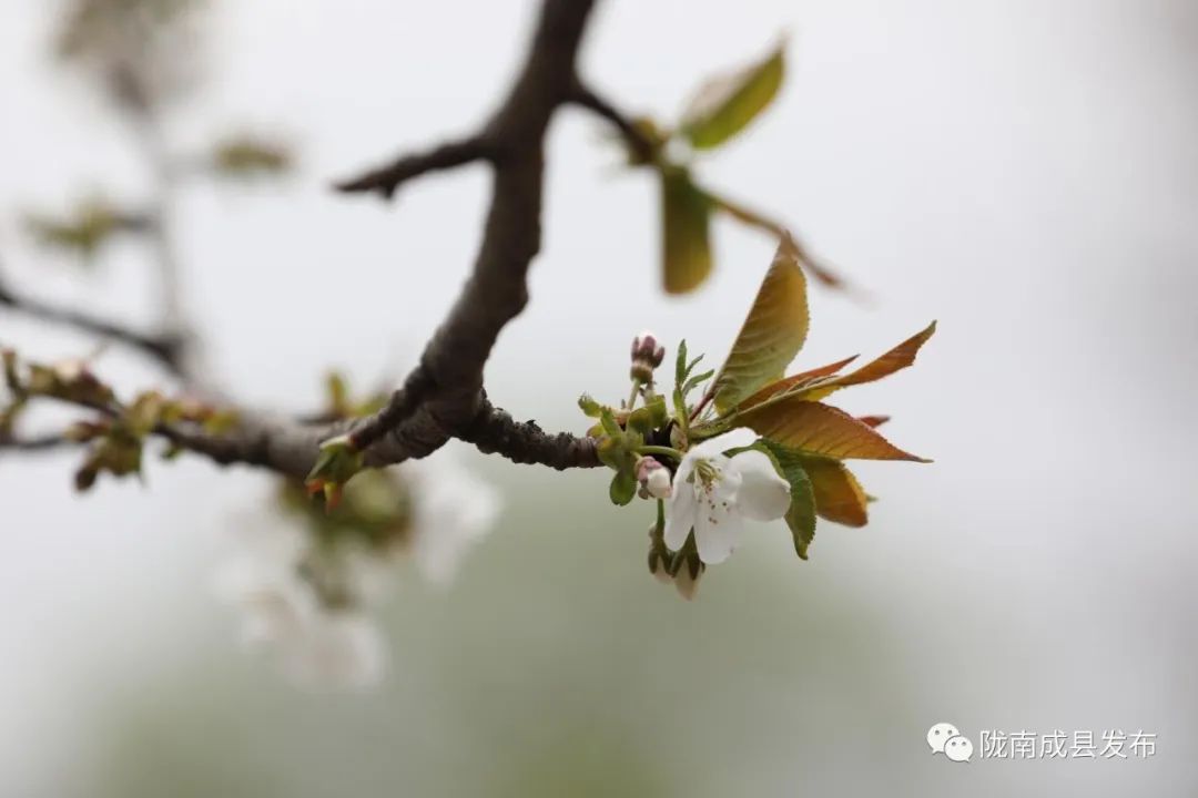 小川镇：千亩樱花美了山村富了农家