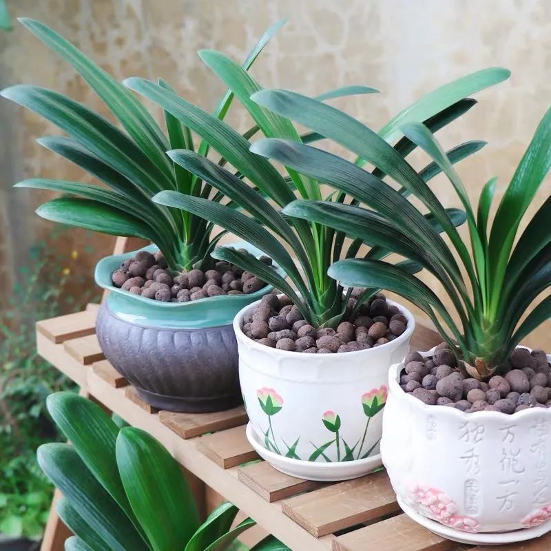 家养五种植物,家养绿叶花卉大全