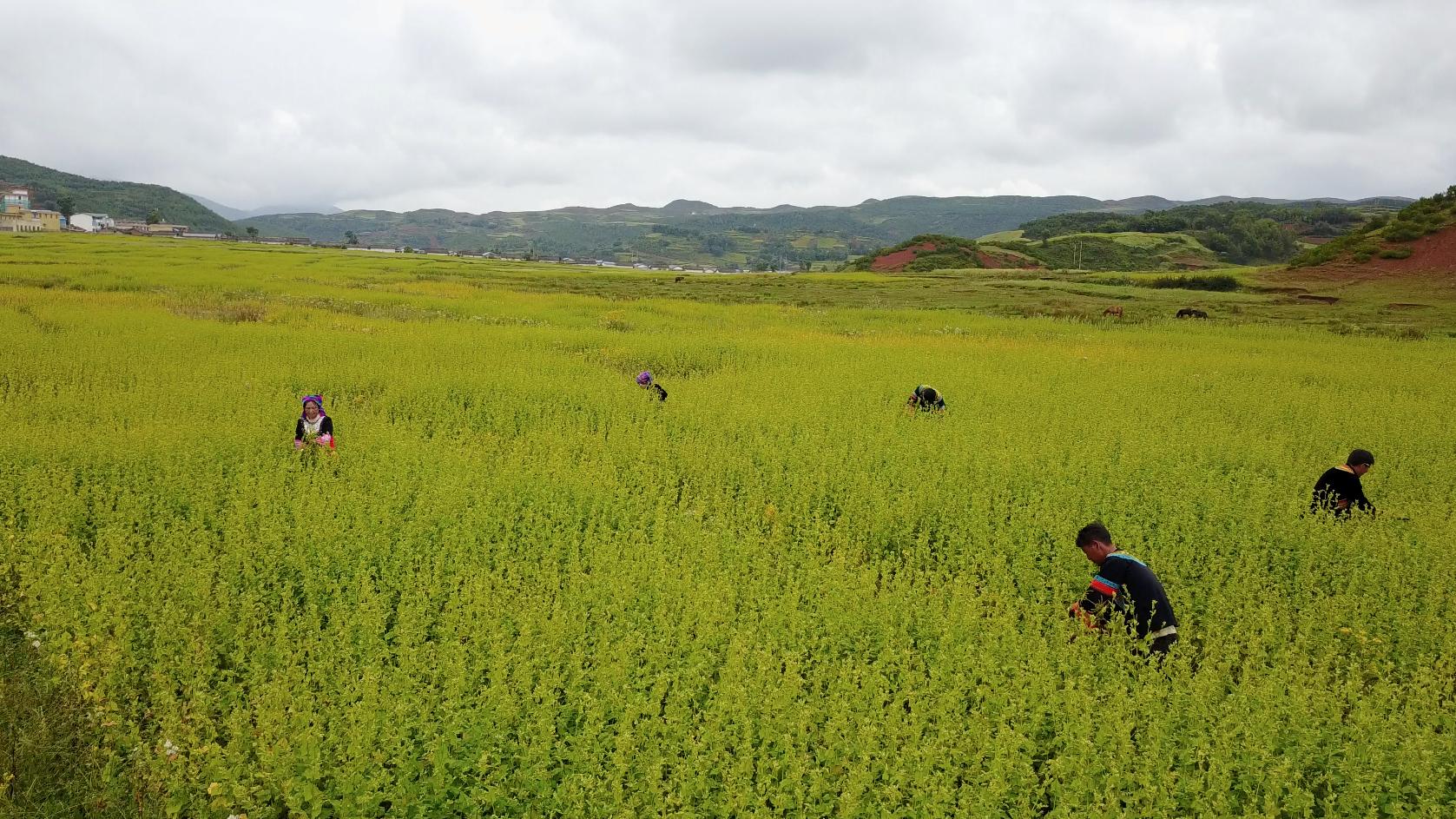 毛铺酒广告语100句,毛铺这款酒怎么样