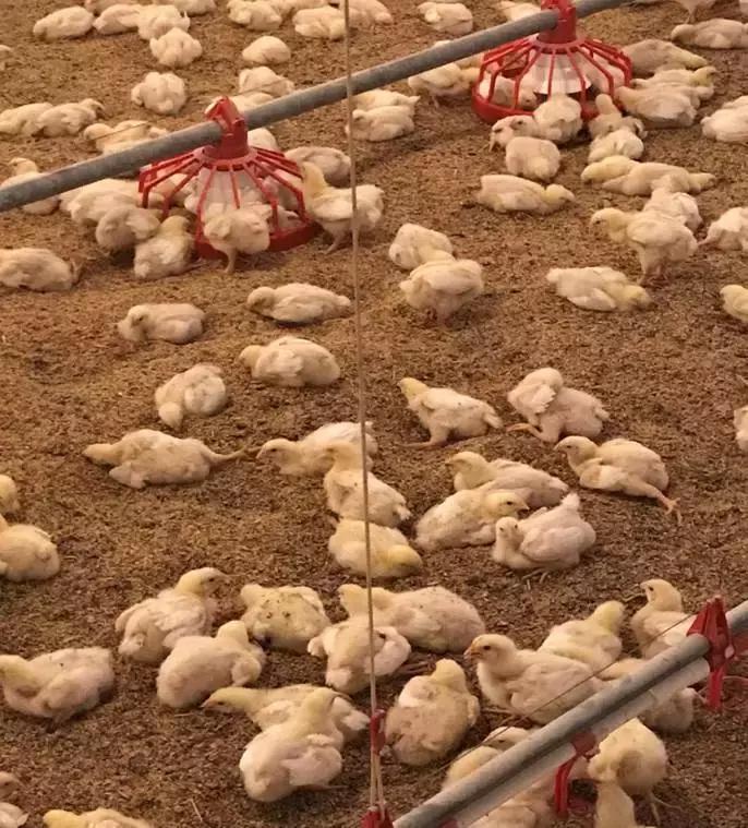 「连载一」吕品：秋冬季饲养管理要点之“生物安全与温度管理”