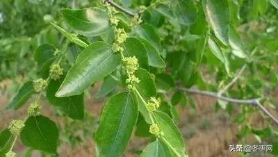 冬枣苗种植一个月了不发芽怎么办,冬枣树疯长不结果怎么办