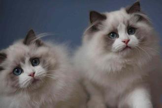 饲养布偶猫禁忌吃什么,饲养布偶