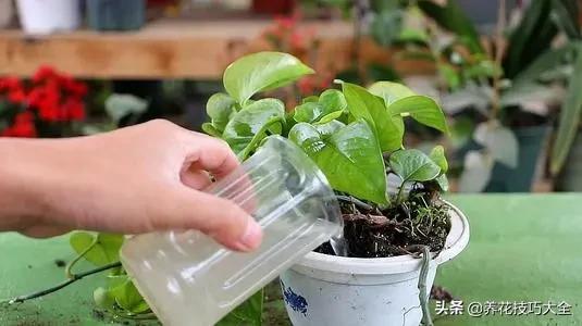 绿萝的叶片不够亮？浇水加点它，两周就能恢复