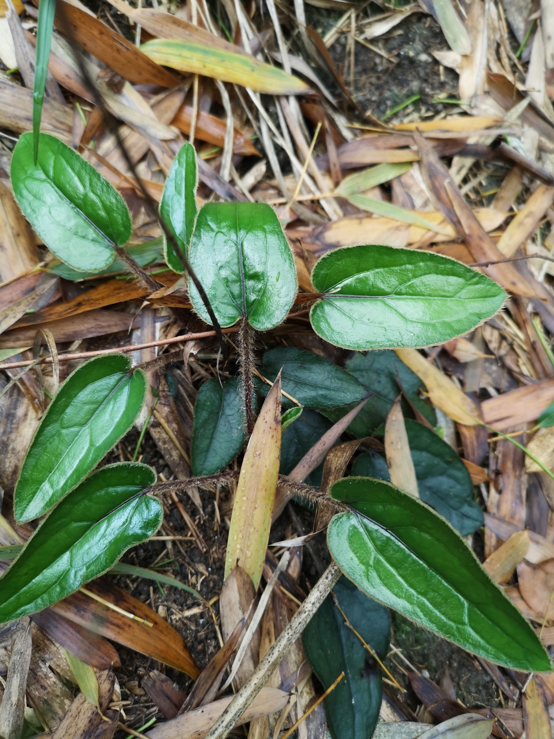 竹林深处探宝——只为了那一棵黄精