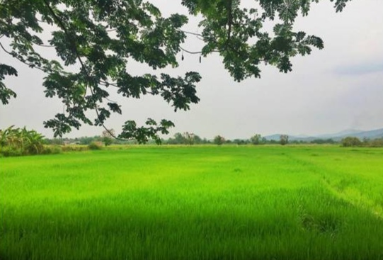 清迈美食之旅,清迈美食去泰国必吃