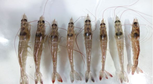 对虾养殖如何防控,对虾养殖风险期及注意事项