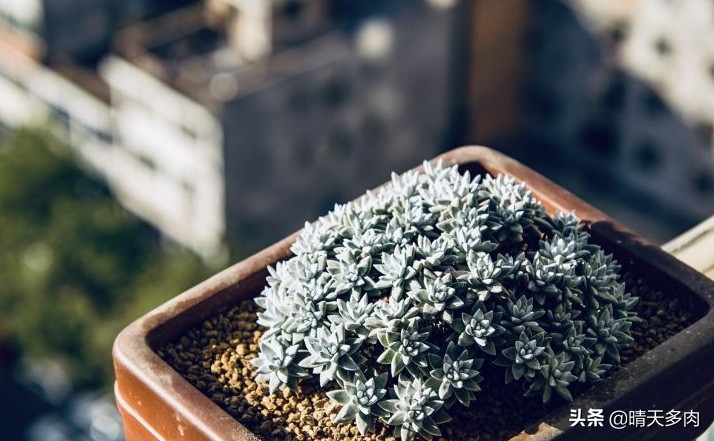 多肉仙女杯繁殖,多肉仙女杯如何快速服盆