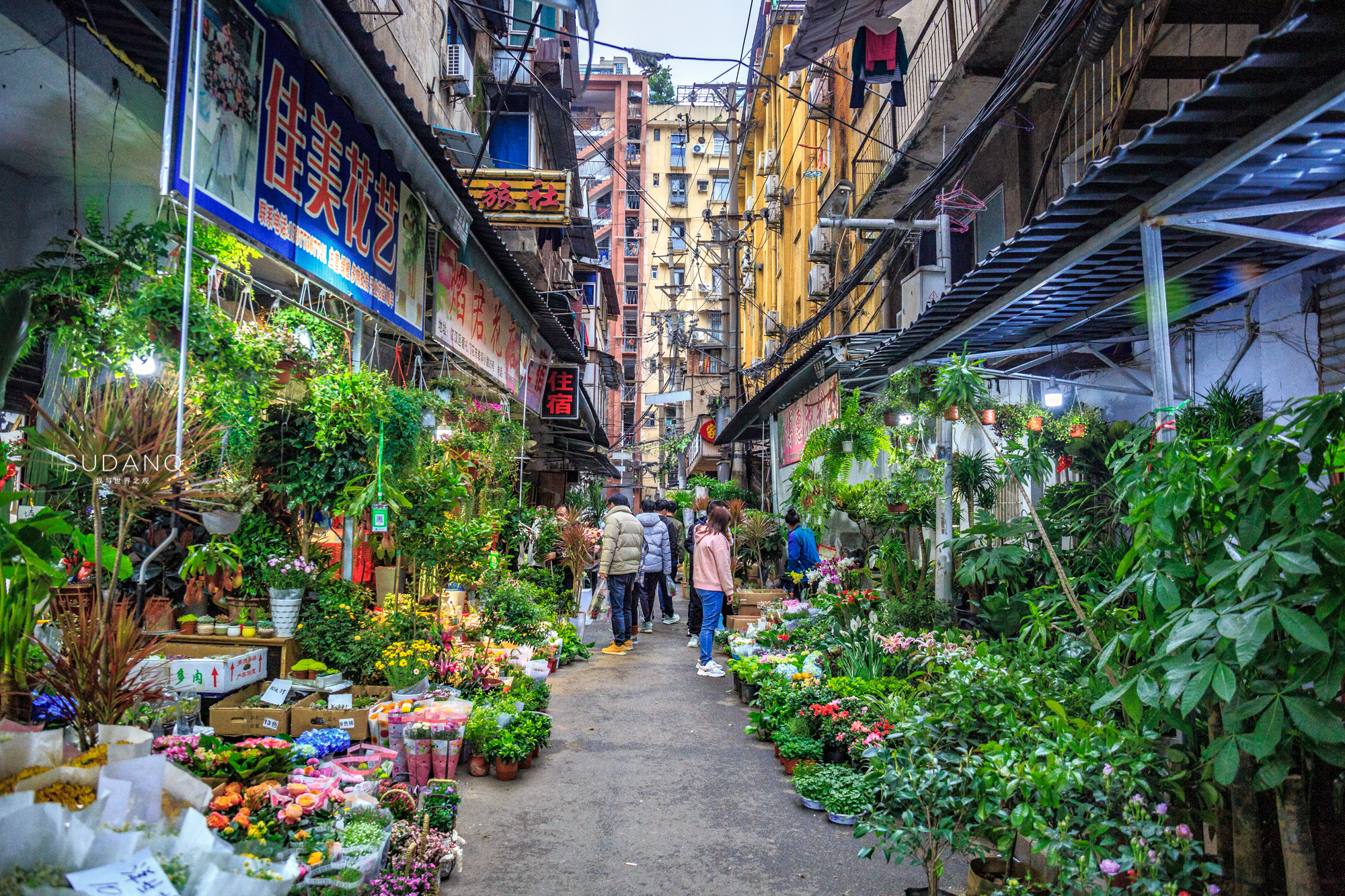 武汉铁机路花市,武汉解放公园花市