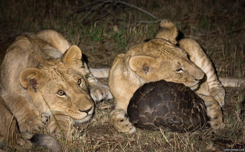 收穿山甲被处罚,穿山甲被判刑案例