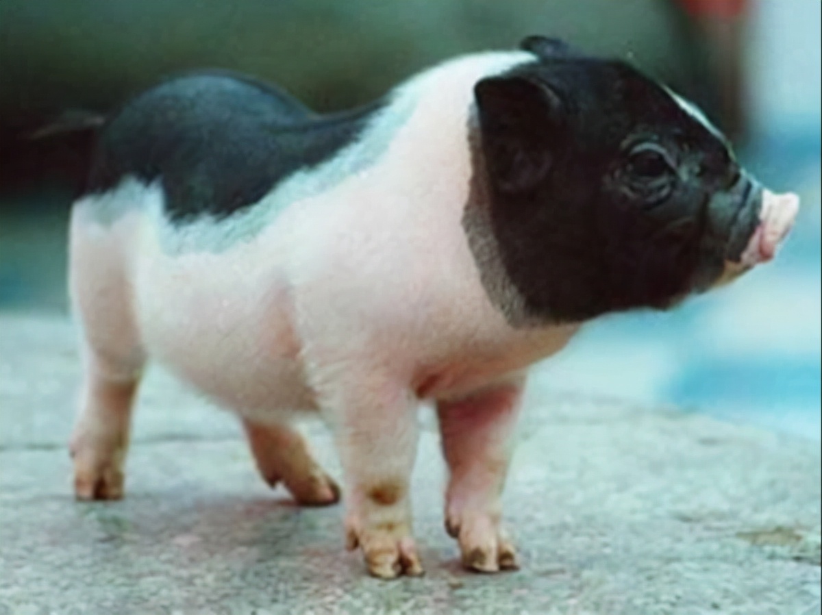 世界上最贵的猪身价竟达到100多万,最贵的宠物猪多少钱一只图片