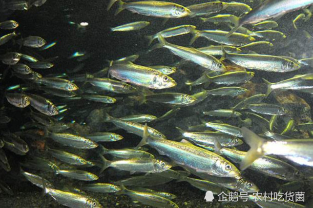 球“最多的”鱼类，繁殖能力特别强，荷兰靠它成经济中心