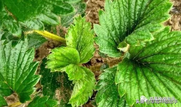 草莓被蓟马危害后怎么恢复生长,草莓防治蓟马最有效的方法