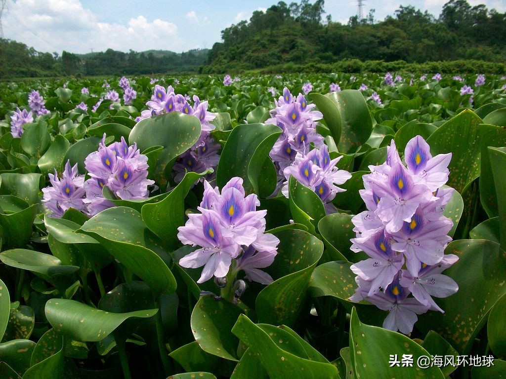 曾经入侵的水葫芦都去哪里了,曾在我国泛滥的水葫芦怎么消失了