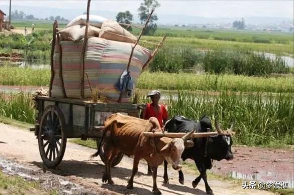 马达加斯加真土豪，红木多得像白菜，做米缸要用紫檀木