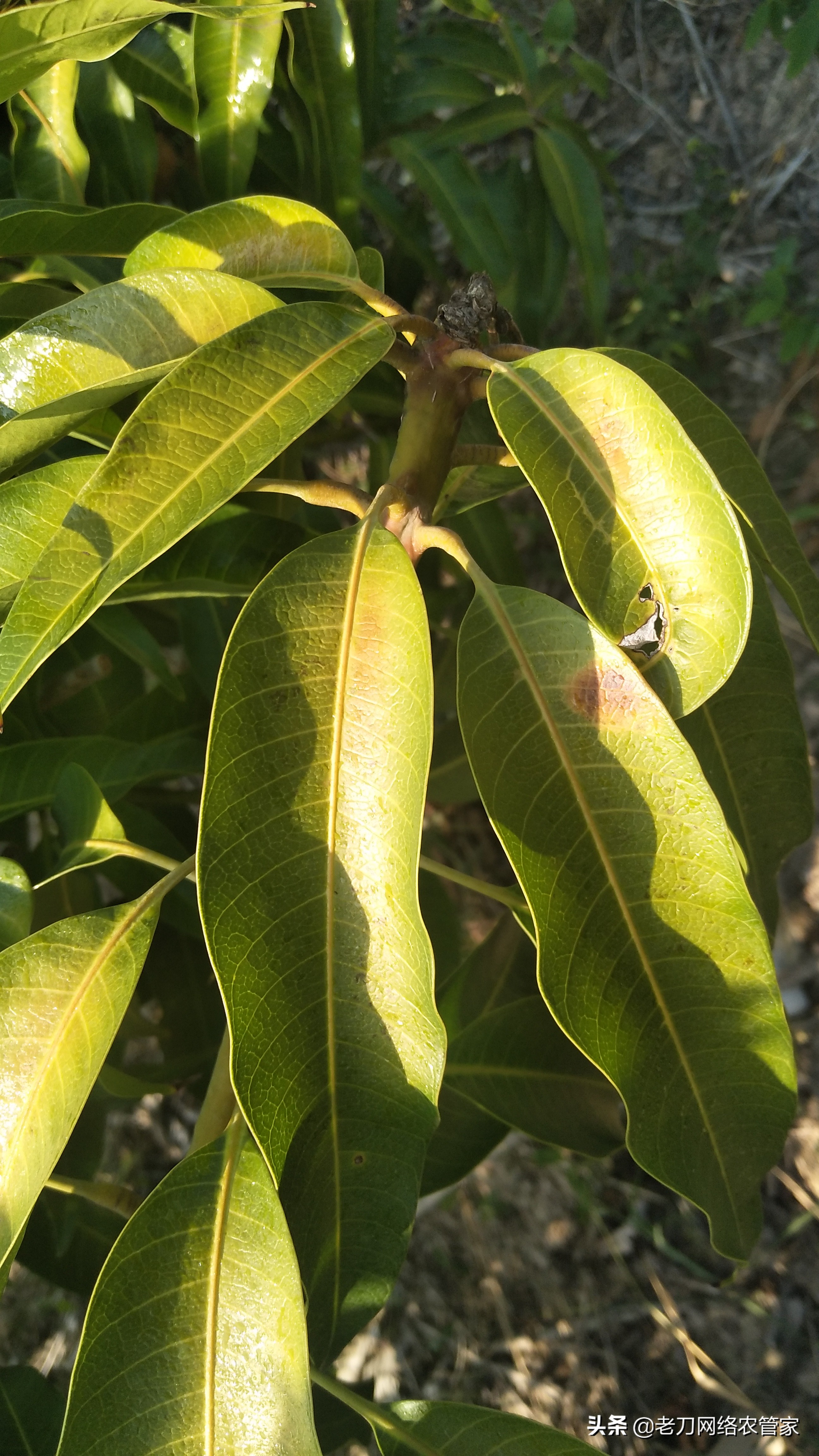 芒果炭疽病用什么杀菌剂效果好,连续阴雨天芒果炭疽病用什么药