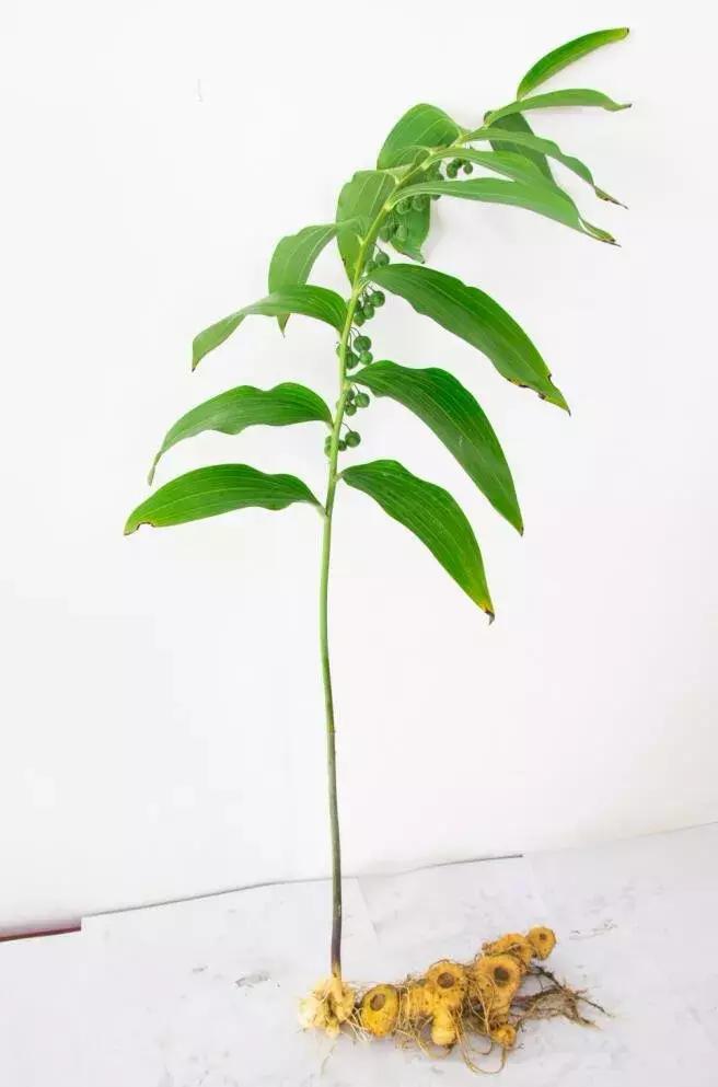 超详细！合肥农交会买买买指南来了