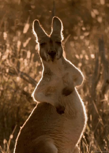 神经性皮炎针灸治疗视频,火针治疗神经性皮炎的教学视频