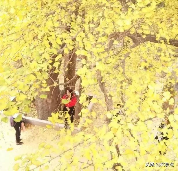 辉县白云寺国家森林公园好看吗,从获嘉县城到辉县白云寺怎么走