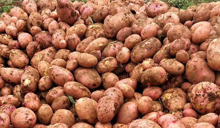 土豆块种植技巧和方法,土豆怎么种薯块大