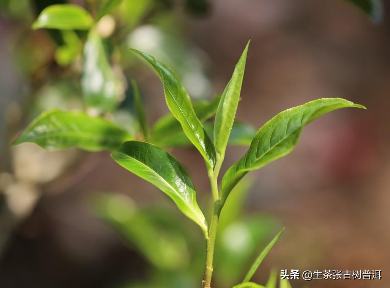 喝熟普洱茶不得不知道的6个好处,喝普洱茶的十大禁忌不得不看