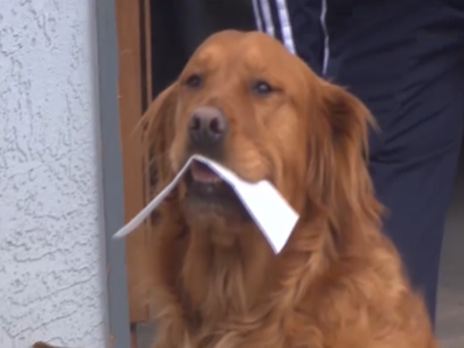 独居老人无法出门，狗狗超开心帮忙：本汪帮你买东西！