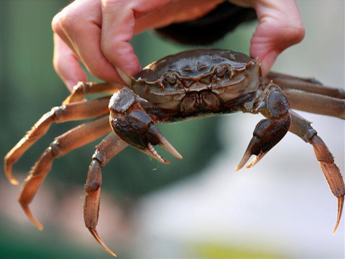 螃蟹怎么吃寒性不大,螃蟹是寒性食物需要注意胃吗